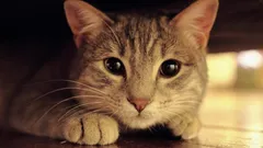 Proč kočky mají oči, které svítí ve tmě: vědci poskytli vysvětlení