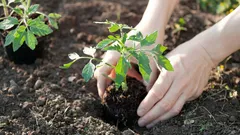 Proč každý rok měnit místo výsadby rajčat: důležitý důvod, o kterém mnozí nevědí