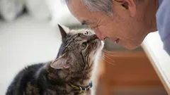 Dotýká se kočka nosem vašeho nosu? Zoologové odhalili skutečný význam tohoto gesta