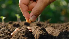 Co zasít v únoru: odborníci jmenovali 6 druhů semen květin a zeleně