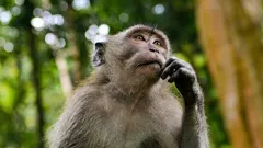 Jak umělá inteligence ničí lidské myšlení? Zajímavá odpověď vědců