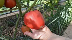 Jak bez námahy zdvojnásobit velikost rajčat: jeden mikroprvek dělá se sazenicemi zázraky