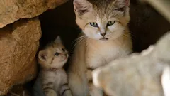 Štěká jako pes a žije jen v poušti – nejzáhadnější kočka na Zemi