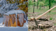 Proč nelze ponechat pařezy v zemi: 4 způsoby, jak se jich snadno zbavit