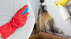Černá plíseň zmizí před očima: trik, o kterém úklidové firmy mlčí