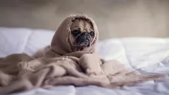 Domácí mazlíčci mohou trpět „zimní depresí“: jak zabavit je i sebe