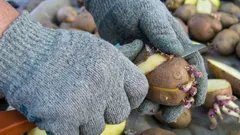 Lze sázet brambory rozkrojené na části? Nečekaná úspora na zahradě