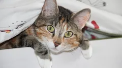 Proč jsou kočky tak zvědavé: zoologové uvedli 7 důvodů