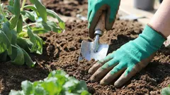 Jak zachránit vyčerpanou půdu na pozemku: ověřené způsoby, jak obnovit úrodnost