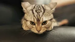 Opravit to bude těžké: fatální výchovná chyba, která z kotěte udělá divocha