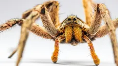 Kolik pavouků ve skutečnosti žije u vás doma?