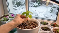 Jak získat silné sazenice květin bez zbytečné námahy: osvědčený zimní způsob