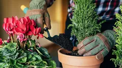 5 pokojových rostlin, které vykvetou i bez zalévání: výběr pro lenochy