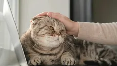 Jak se správně omluvit kočce: rady schválené zoologem