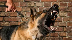 Psi jako detektivové: jak domácí mazlíčci rozpoznají špatné lidi během několika sekund