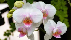 Přimět orchidej znovu vykvést je jednodušší, než se zdá: 5 osvědčených způsobů