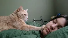 Živý budík s drápy: Proč kočky své majitele ráno neustále budí