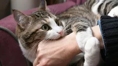 Budou vás nenávidět: místa na těle koček, kterých se nikdy nesmíte dotknout