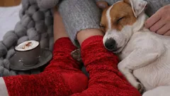 Proč si pes rád sedá majiteli na nohu: odpověď není tak jednoduchá, jak se zdá