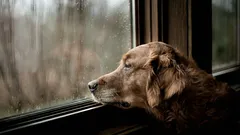 Jak váš pes ví, že se brzy vrátíte: 4 znaky, které si všimne dříve než vy