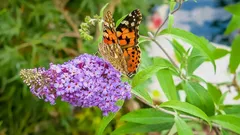 Vysaďte tento keř v únoru – a na jaře bude prvním magnetem pro včely a motýly