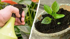 Proč zkušení zahradníci postřikují sazenice mlékem: v tom spočívá jeho užitek