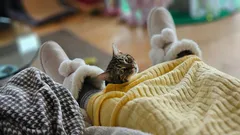 Jak poznat, že vás kočka miluje: odborník jmenoval znaky, které roztaví srdce