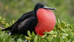 Tento pták dokáže spát přímo během letu: biolog vysvětlil, jak to zvládá