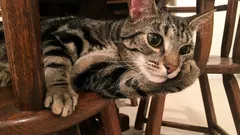 O čem kočky doopravdy přemýšlejí: zoolog odhalil denní plán každého vousáče