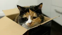 Jak poznat, že je kočka smutná: odborníci vyjmenovali 6 příznaků